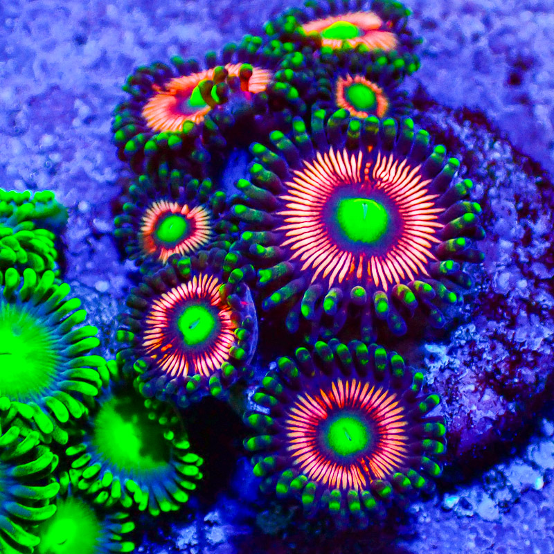 Zoanthus Lord of the Rings