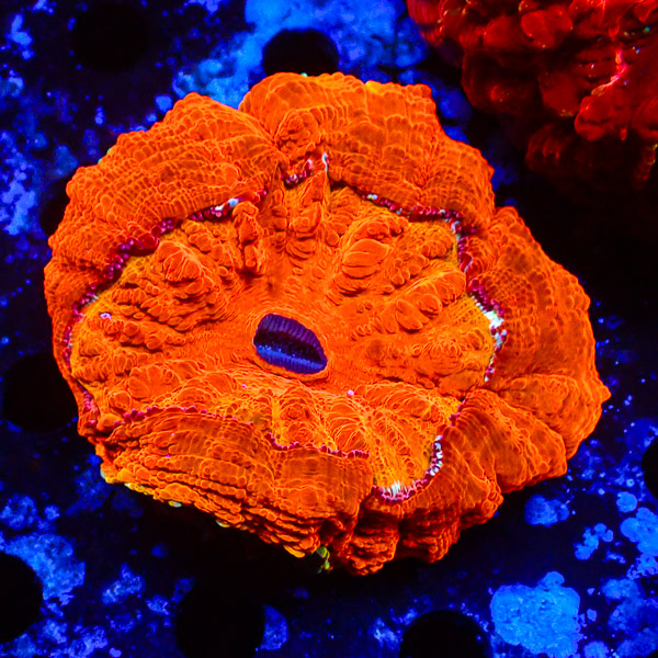 Acanthophyllia Mandarin Oasis