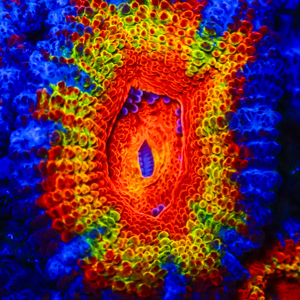 Acanthastrea MC Color Explosion CTO