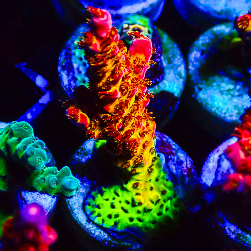 Acropora MC Cherry Volcano