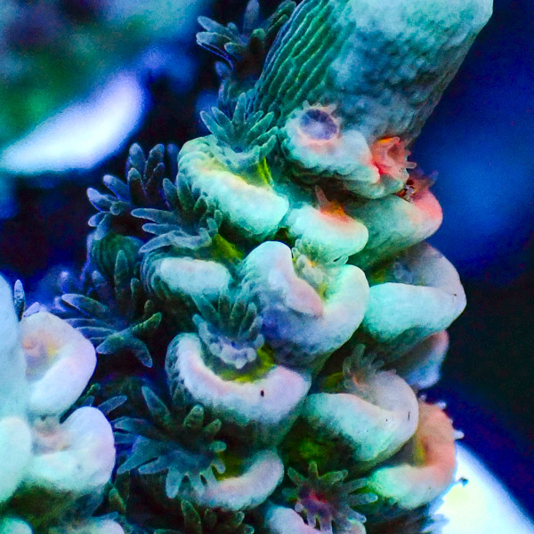 Acropora Tenuis Blau/Türkis/Grün/Rot