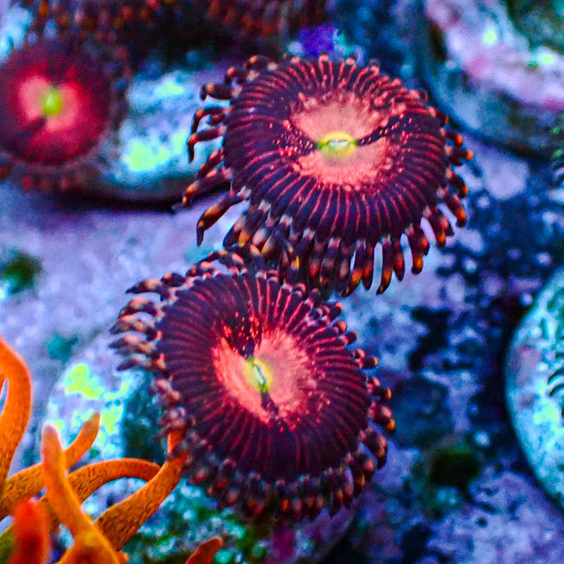 Zoanthus MC Playboy Bunny