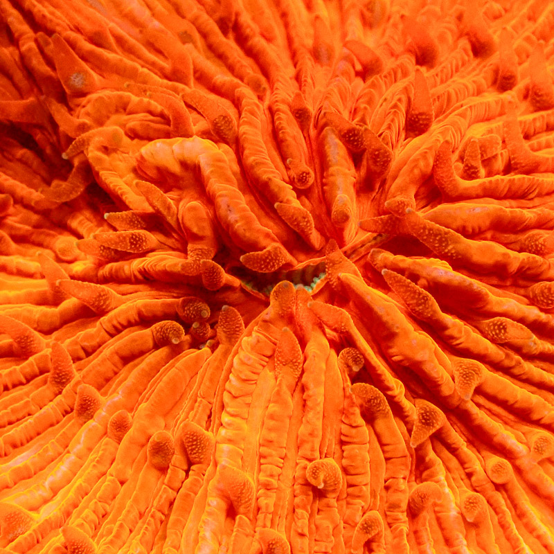 Fungia Orange