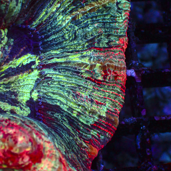 Trachyphyllia MC Dragon Mosaic
