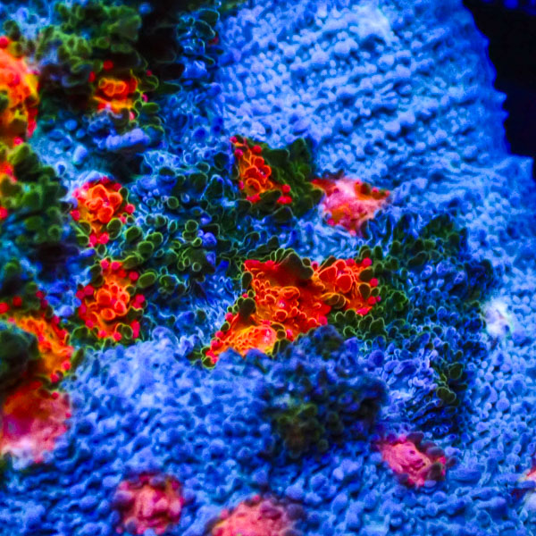 Chalice MC Blue Nebula Ridge