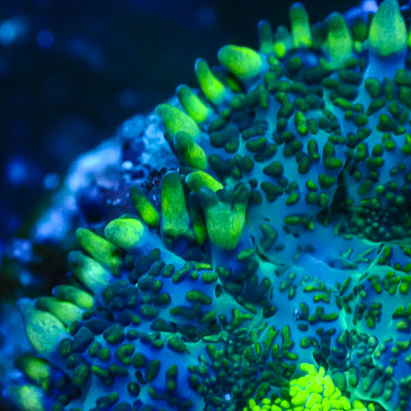 Rhodactis MC Blue Mirage Pulse