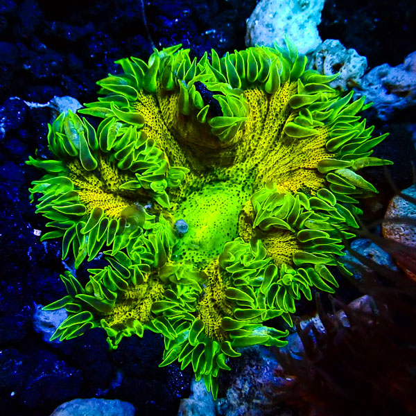 Phymanthus Crucifer MC Toxic Pulse