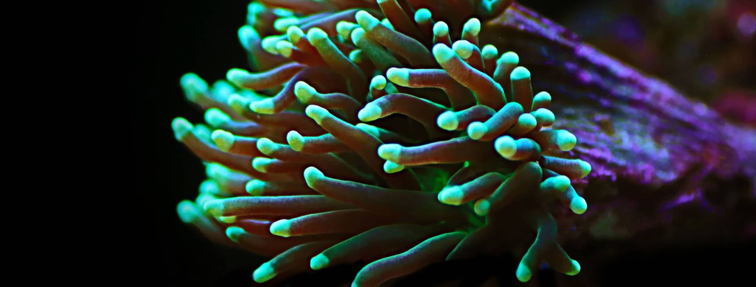 LPS-Korallen in leuchtenden Farben – perfekte Auswahl für Einsteiger