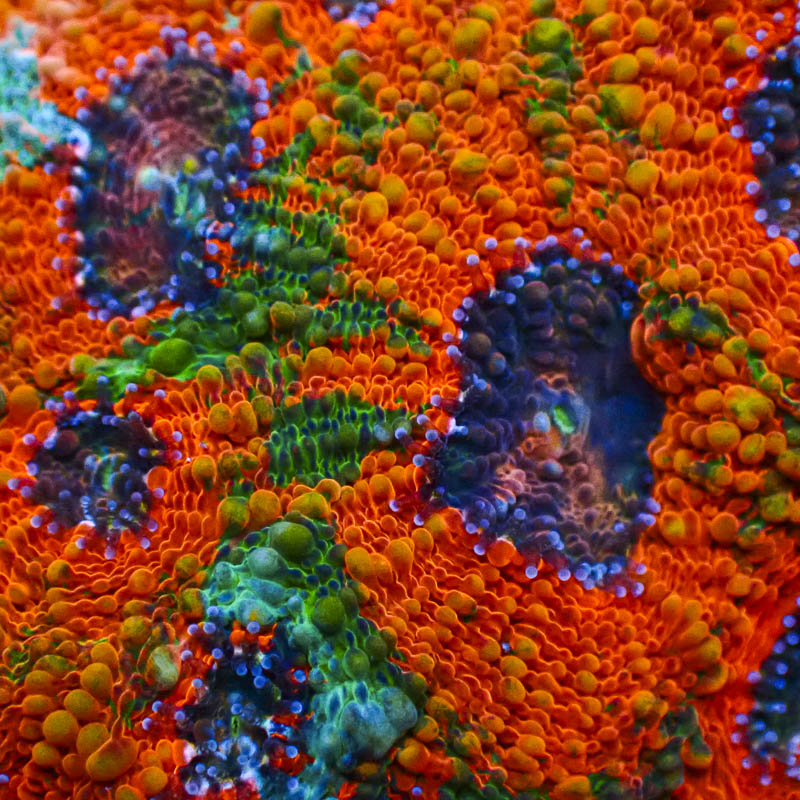 Acanthastrea Echinata Orange Crafted – Premium LPS mit Multicolor-Glow