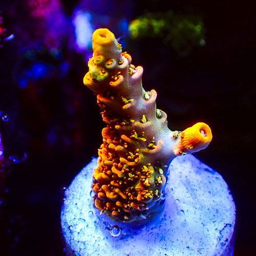 Acropora MC Cupper Heinz