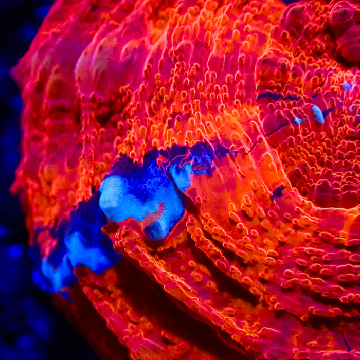 Scolymia MC Cosmic Fireball