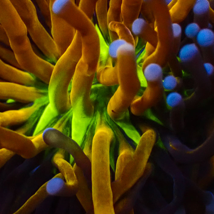 Euphyllia Glabrescens Hellfire Ultra