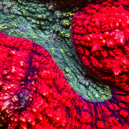 Lobophyllia MC Green Sunshine