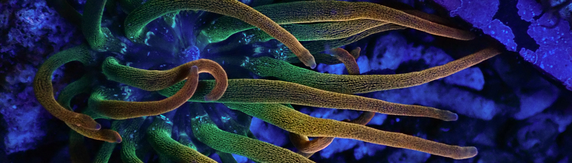 Entacmaea quadricolor Anemone in intensiven Farben – Rarität für dein Meerwasseraquarium