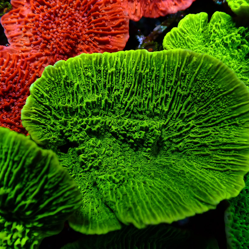 Montipora Grün Frag 12