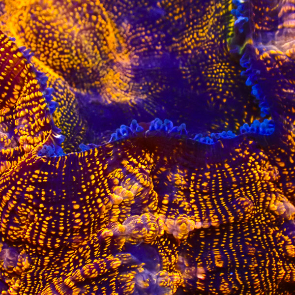 Acanthophyllia Golden Cheetah