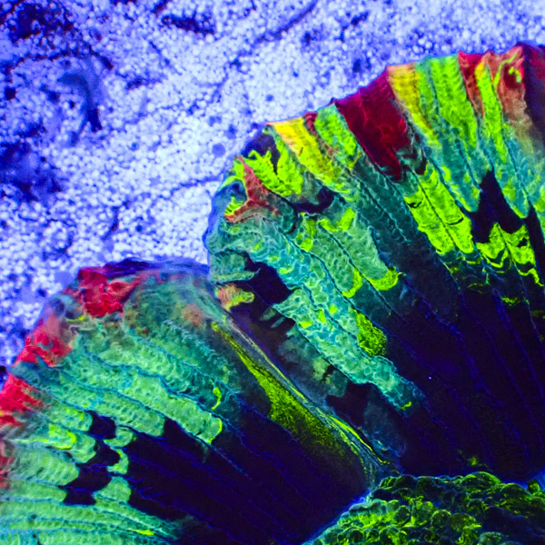 Trachyphyllia MC Ocean Confetti