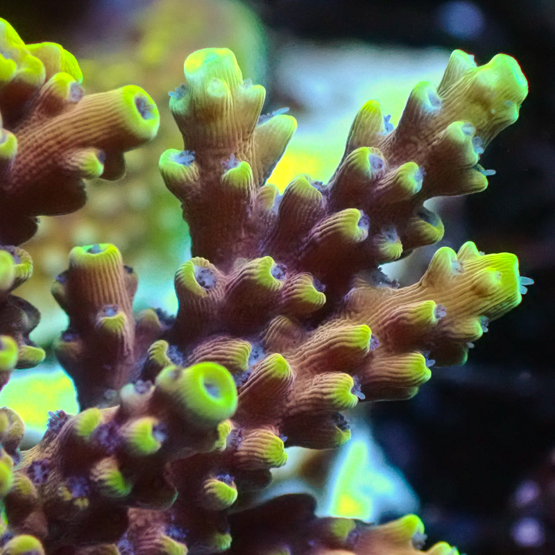 Acropora