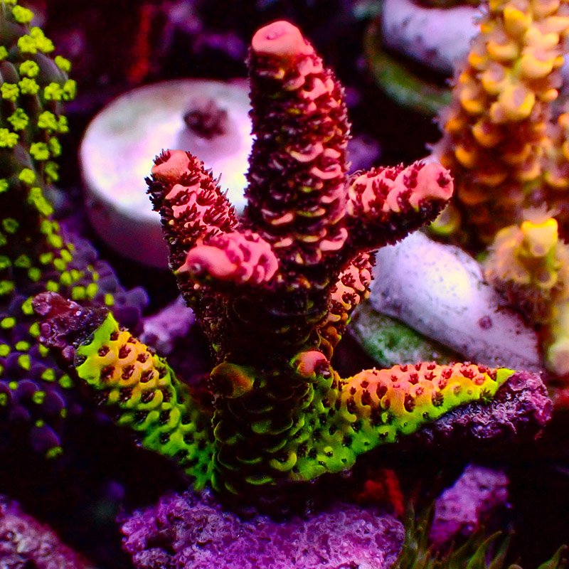 Acropora