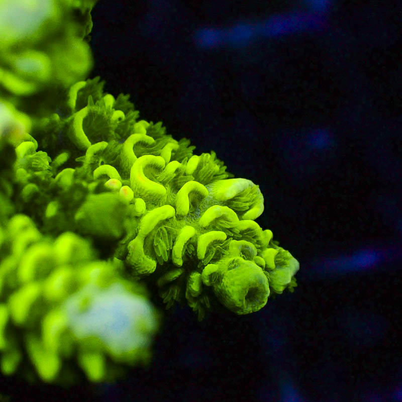 Acropora Walt Disney Ultra Grün – Hochfarbige Premium-SPS