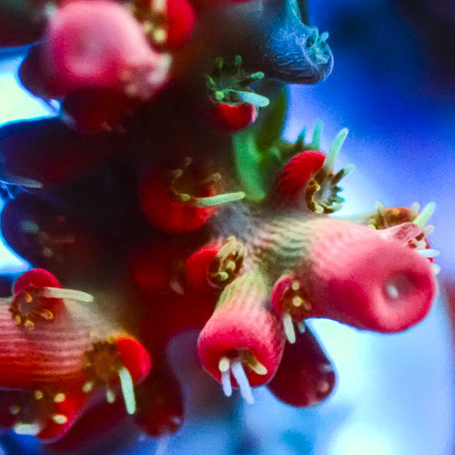 Acropora MC Riftwalker