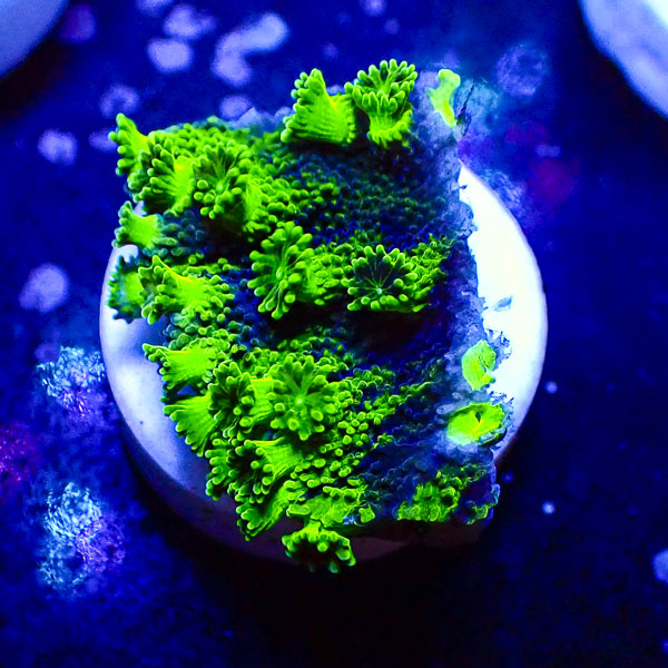 Turbinaria MC Sapphire Eclipse