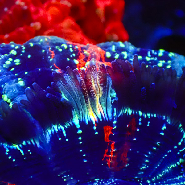 Acanthophyllia Starlight Tiger