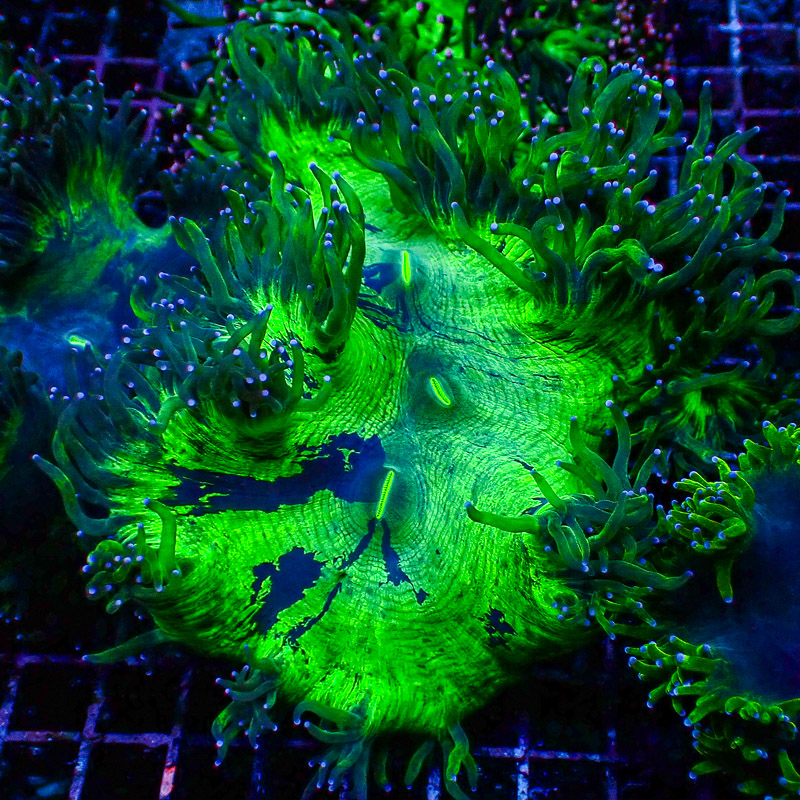 Catalaphyllia Blue Tip