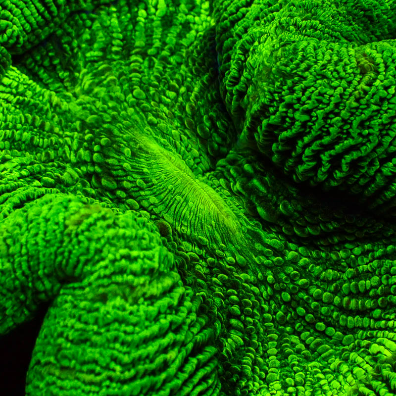 Trachyphyllia Green Fusion