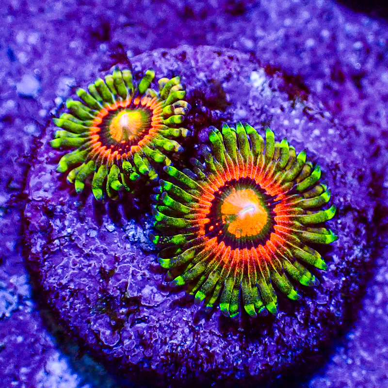 Zoanthus MC Rainbow Incinerator