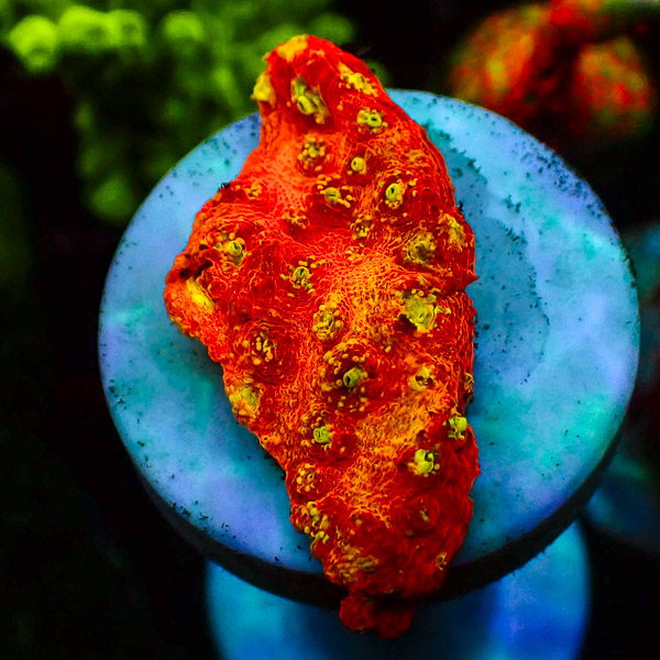 Chalice MC Cherry Sprinkle NZ