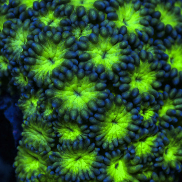 Goniopora Royal Toxic Bloom