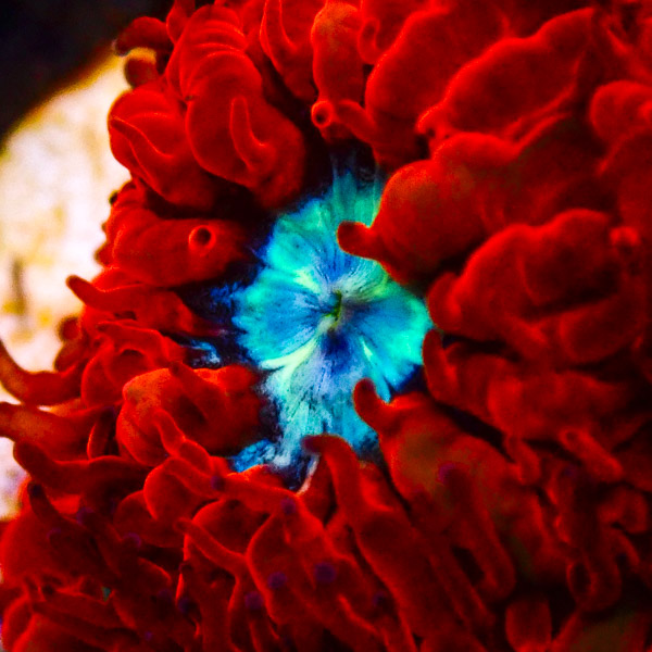 Blastomussa Merletti NZ