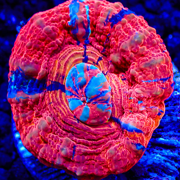 Scolymia MC Blue Plasma