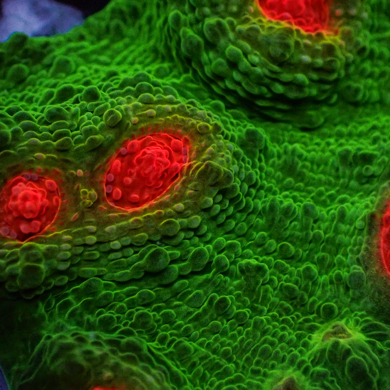 Chalice MC Red Eye Frog Frag 01