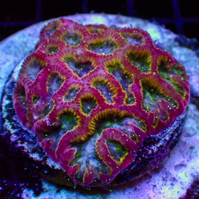 Goniastrea Red Crystal – Neonmünder & transparente Polypen