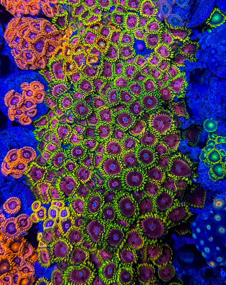 Lebendtier-Versand mit Zoanthus sicher verpackt im Transportbeutel