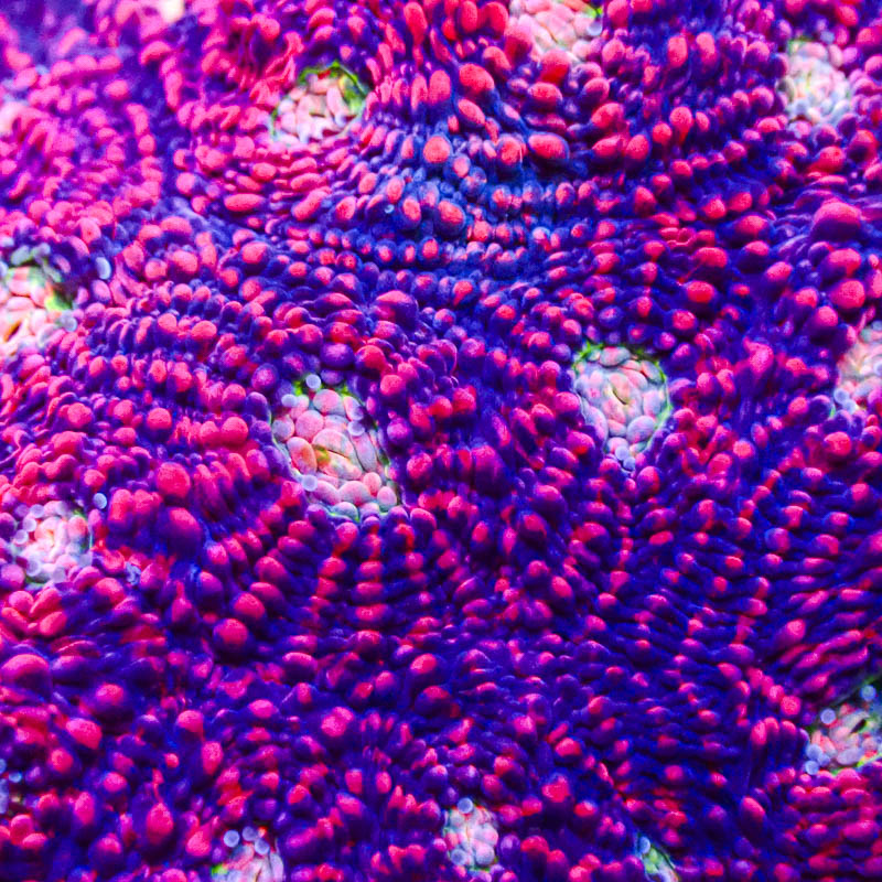 Chalice Pink Vulcano