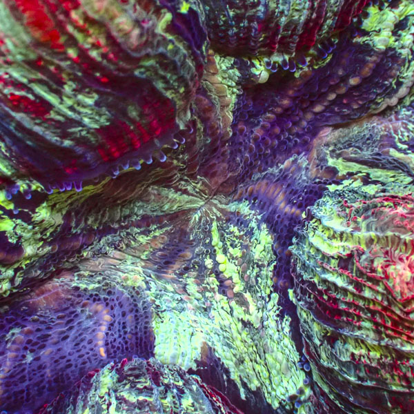 Trachyphyllia MC Dragon Mosaic