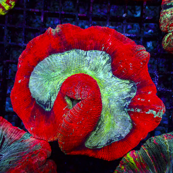 Trachyphyllia MC Lagoon Flame
