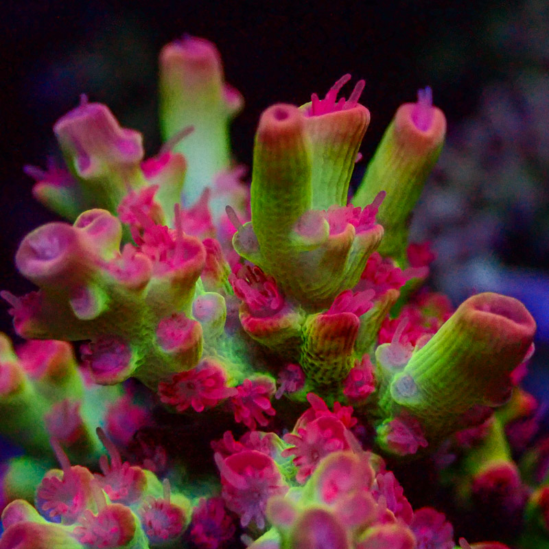 Acropora