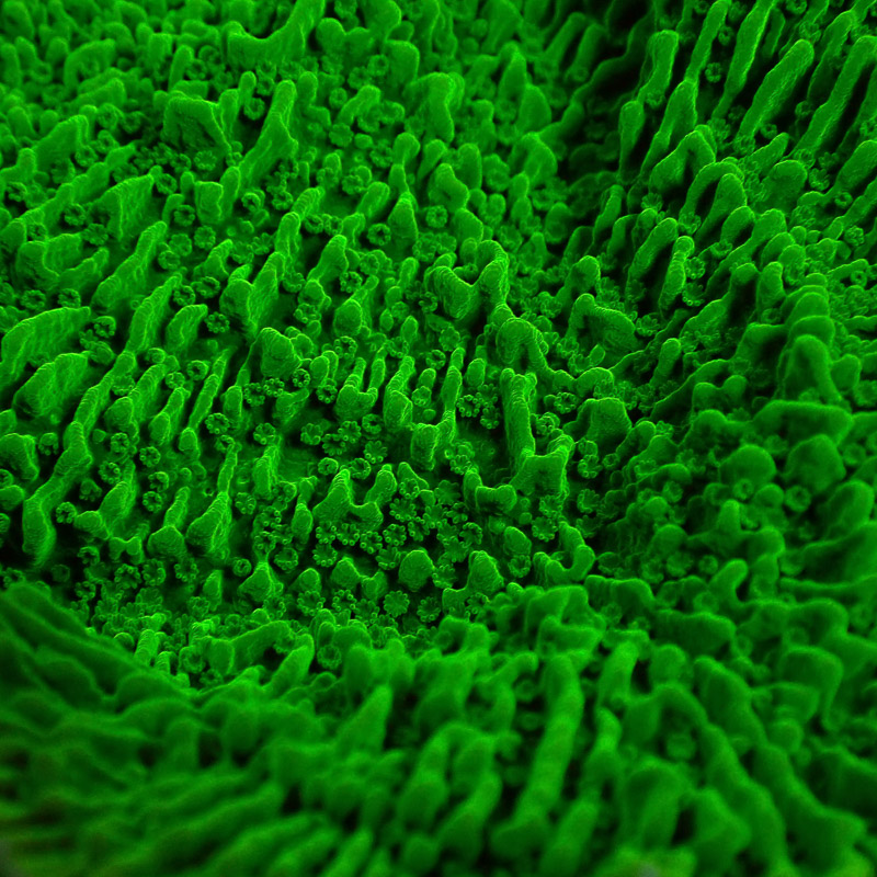 Montipora Grün Frag 08