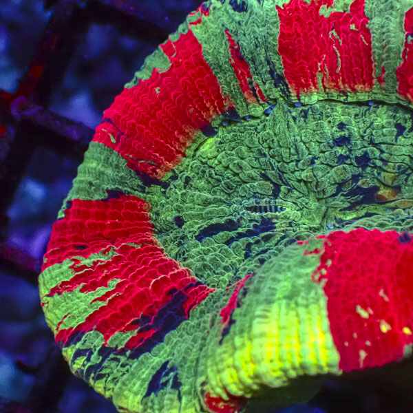 Trachyphyllia MC Secret Garden