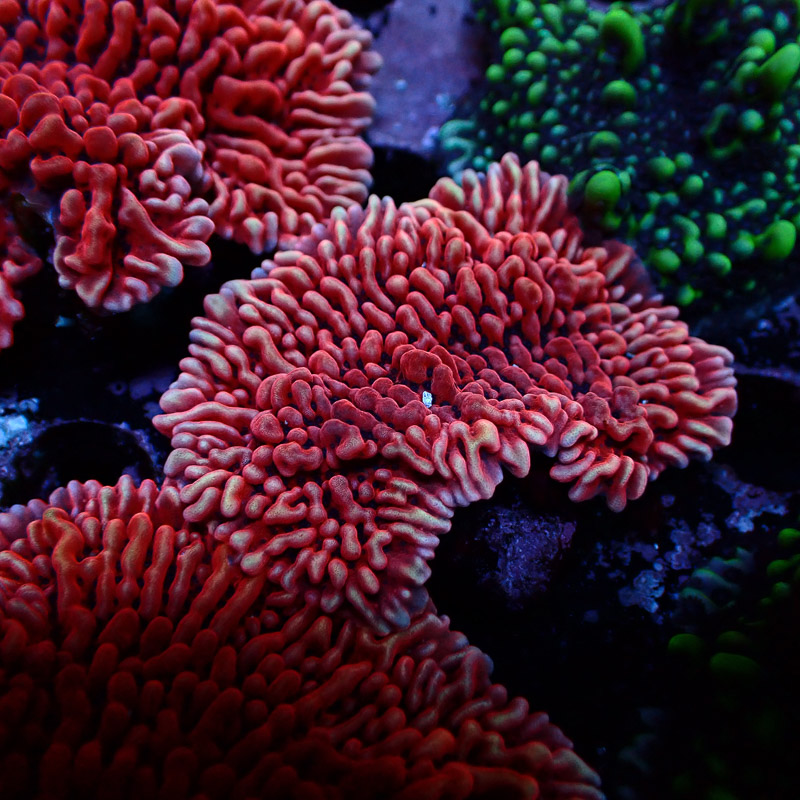 Montipora Mean Streak Frag 34