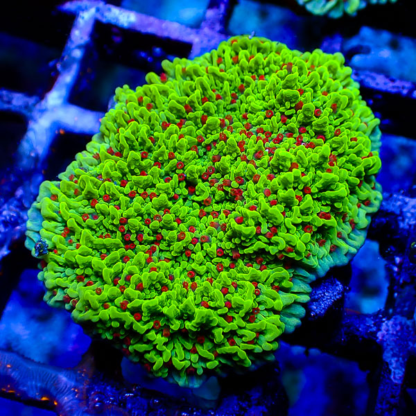 Montipora MC Chilli Pepper