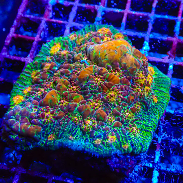Chalice MC Jelly Bean Jungle NZ CTO