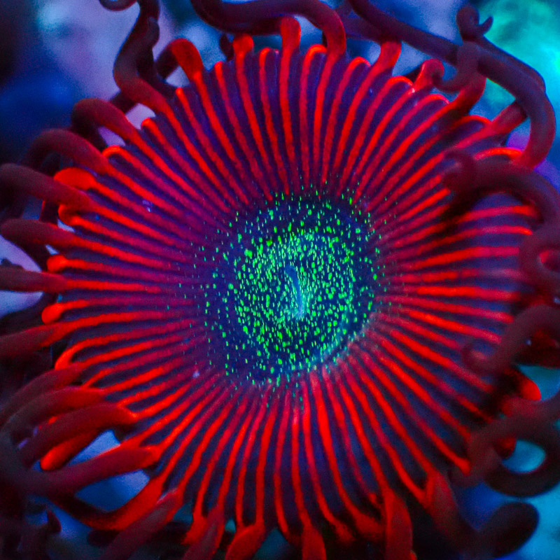 Zoanthus MC Cinder US-Style