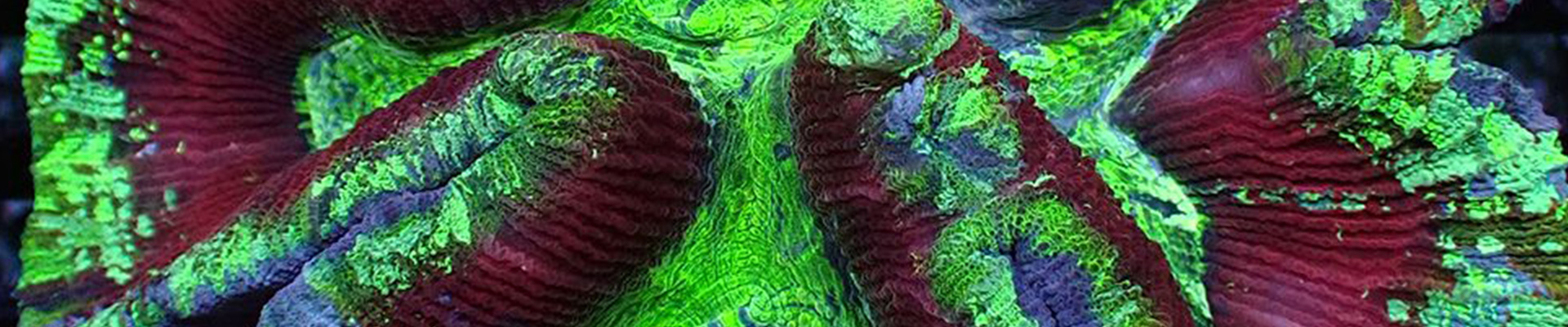 Trachyphyllia Koralle in intensivem Rot und Grün unter Aquarienlicht