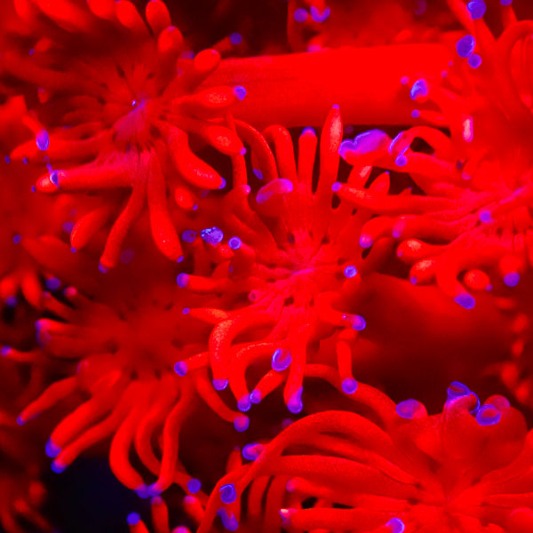 Goniopora MC Lava Night NZ CTO