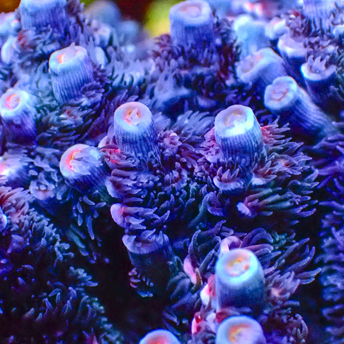 Acropora Sapphire Flame